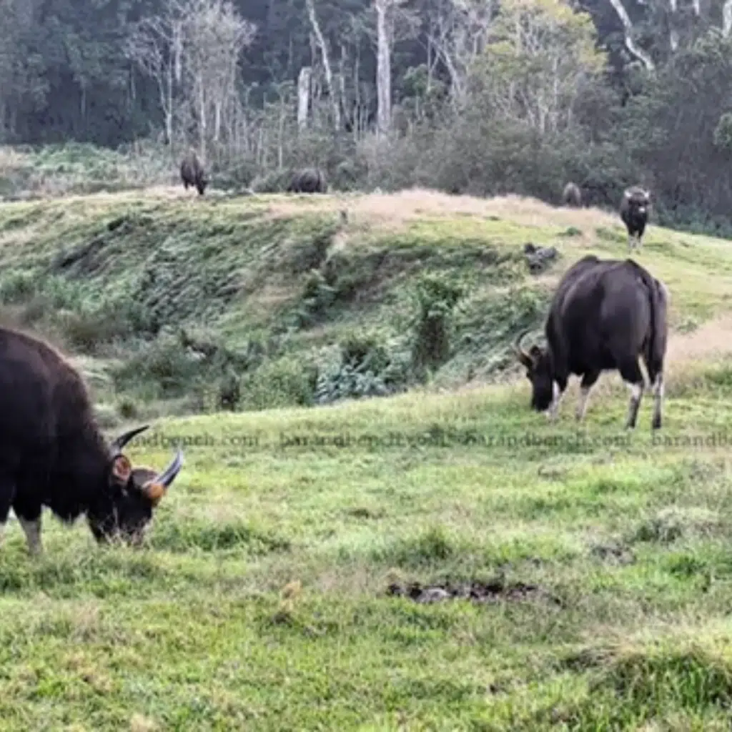 Supreme Court Petitioned to Address Human-Wildlife Conflict Amidst Rising Concerns in Kerala and Tamil Nadu