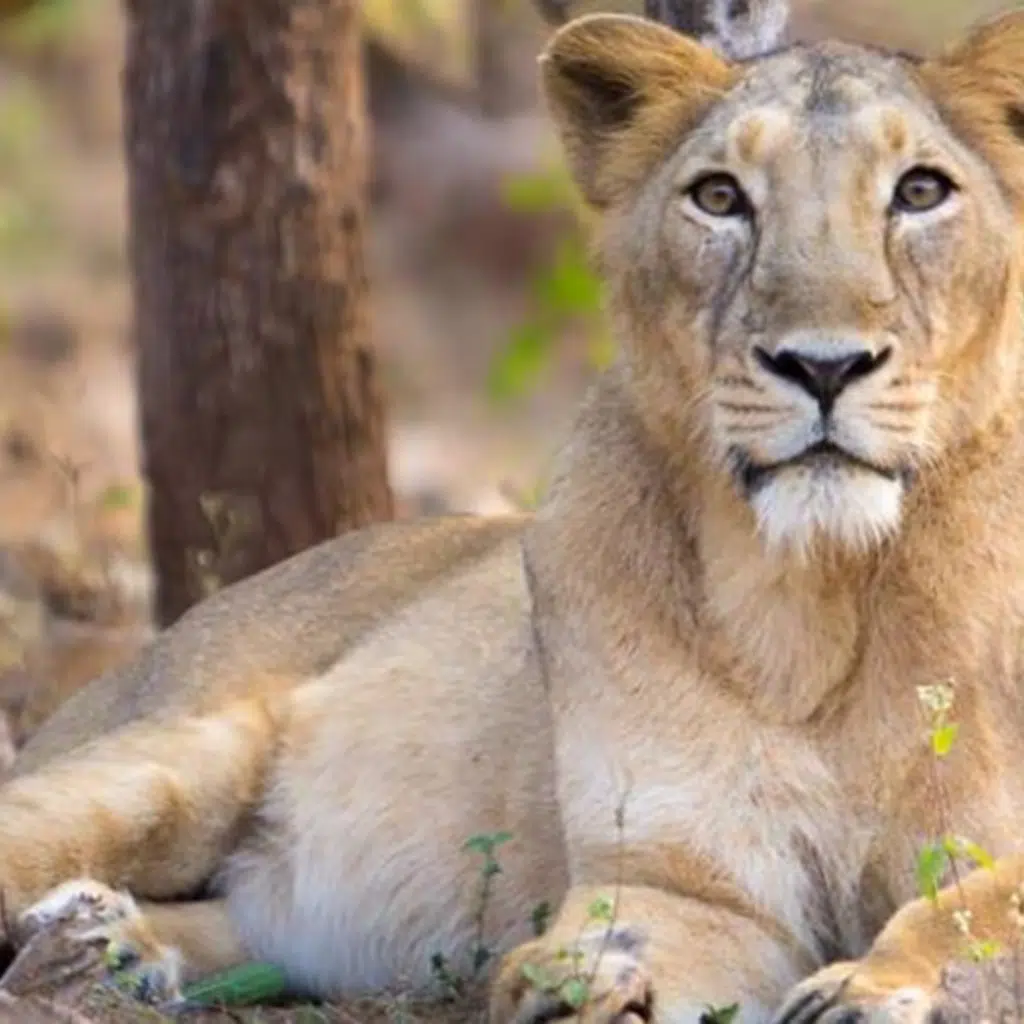 Gujarat High Court Reprimands Railways Over Asiatic Lion Deaths in Gir Sanctuary