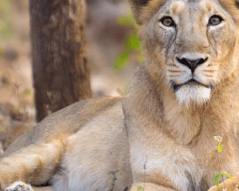 Gujarat High Court Reprimands Railways Over Asiatic Lion Deaths in Gir Sanctuary