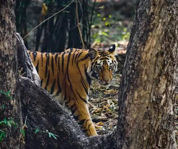 Supreme Court Censures Uttarakhand CM Over Rajaji Tiger Reserve Appointment