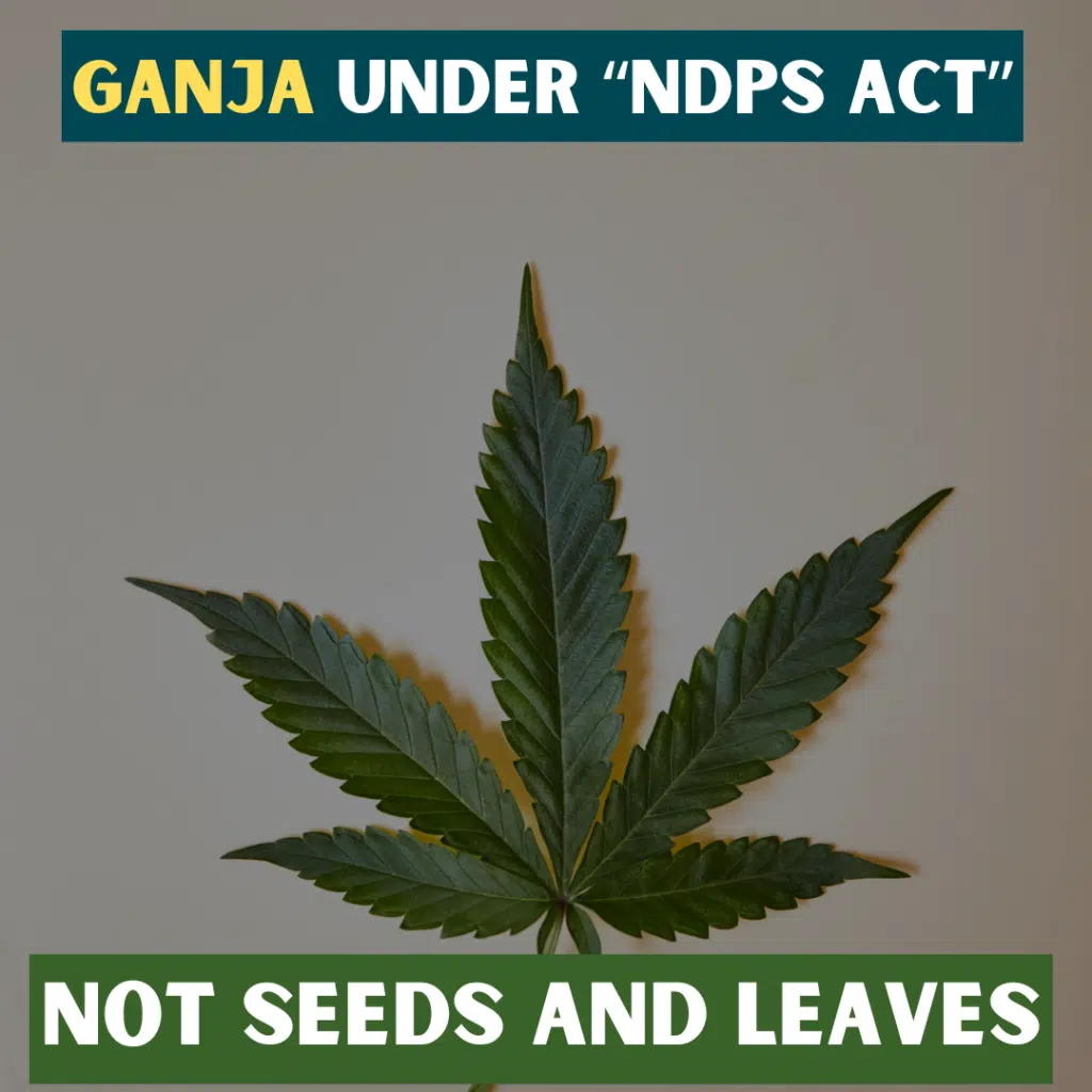 Bombay HC: Ganja Under NDPS Act Refers Only to Cannabis Flowering Heads, Excludes Seeds and Leaves